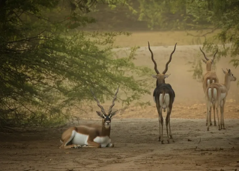 Mukundara Hills Tiger Reserve