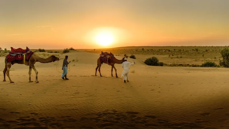 Camel Safari in Pushkar: Desert Adventure & Cultural Ride