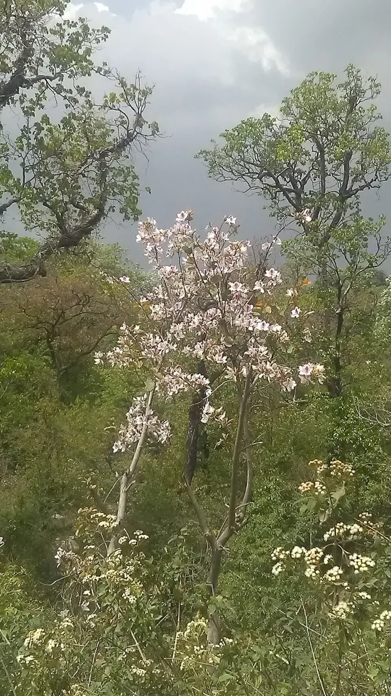 Dharmshalaflowers