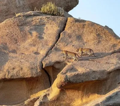 Jawai Leopard Reserve