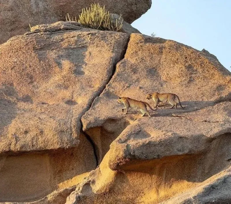 Jawai Leopard Reserve