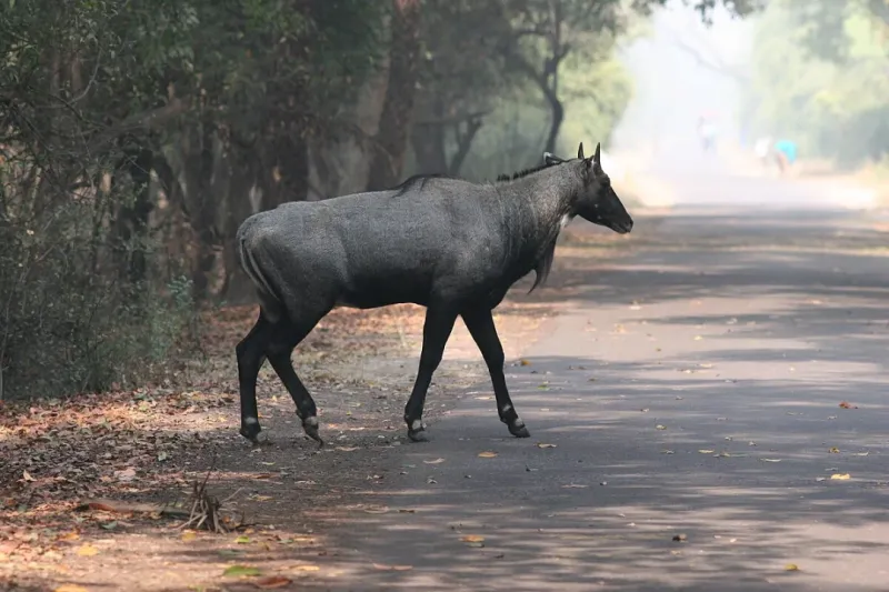 Keoladeo National Park