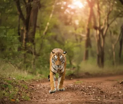 Kumbhalgarh Wildlife Sanctuary