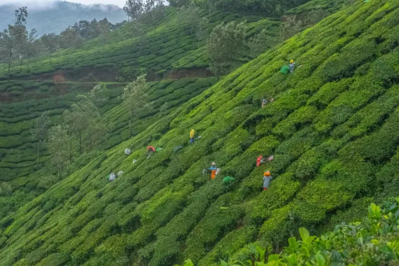 Munnar