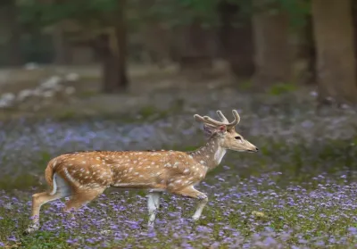 Rajaji National Park