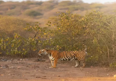 Sariska Tiger Reserve
