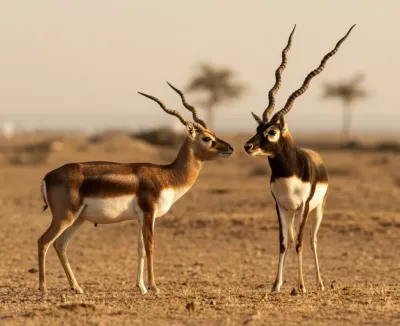 Tal Chhapar Blackbuck Sanctuary