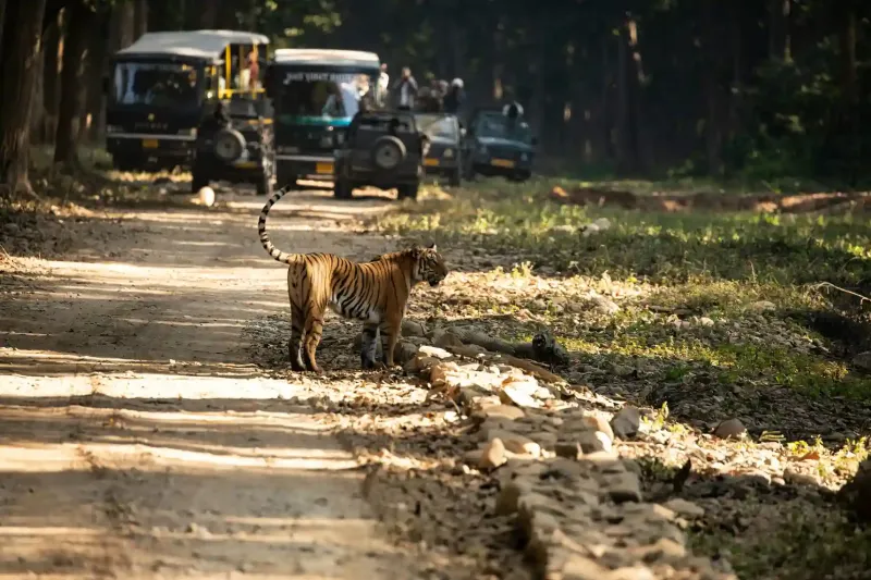 Best Time to Visit Jim Corbett National Park Guide