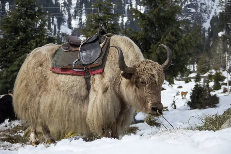 Best Tourist Places in Kullu | Complete Travel Guide  2025